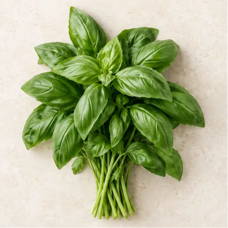 Basilic Frais