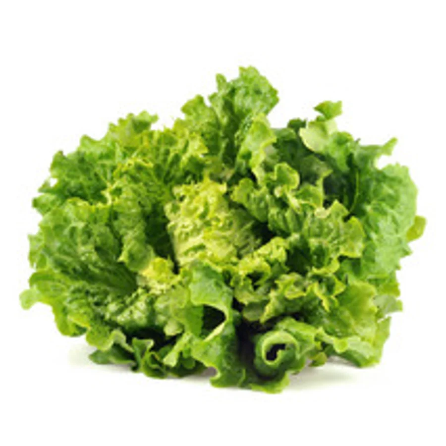 Salade Batavia